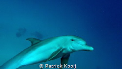 Dolphin spot Coraya bay Egypte by Patrick Kooij 